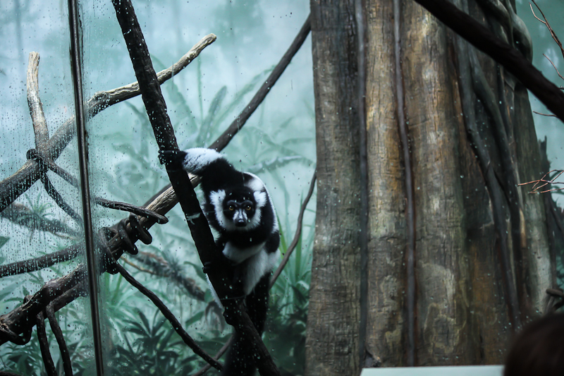 Red pandas, freedom, and Snoop Dogg